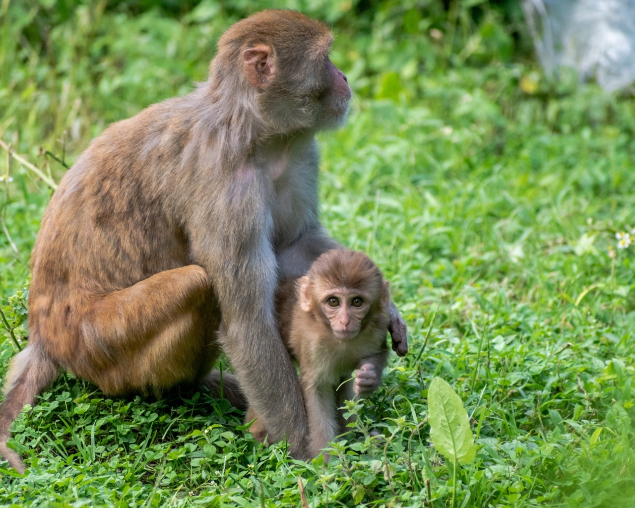 Большая обезьяна с детенышем на зеленой траве