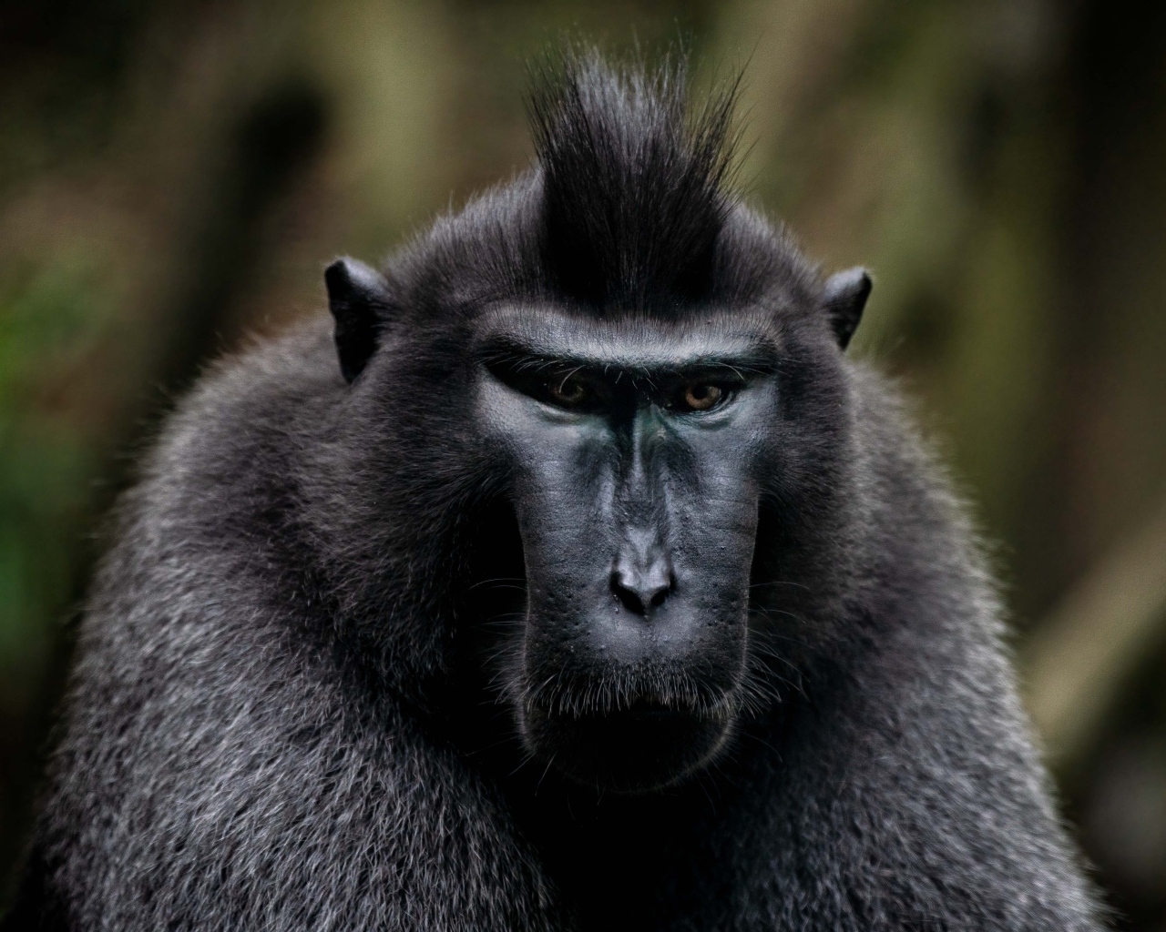Черная хохлатая макака крупным планом