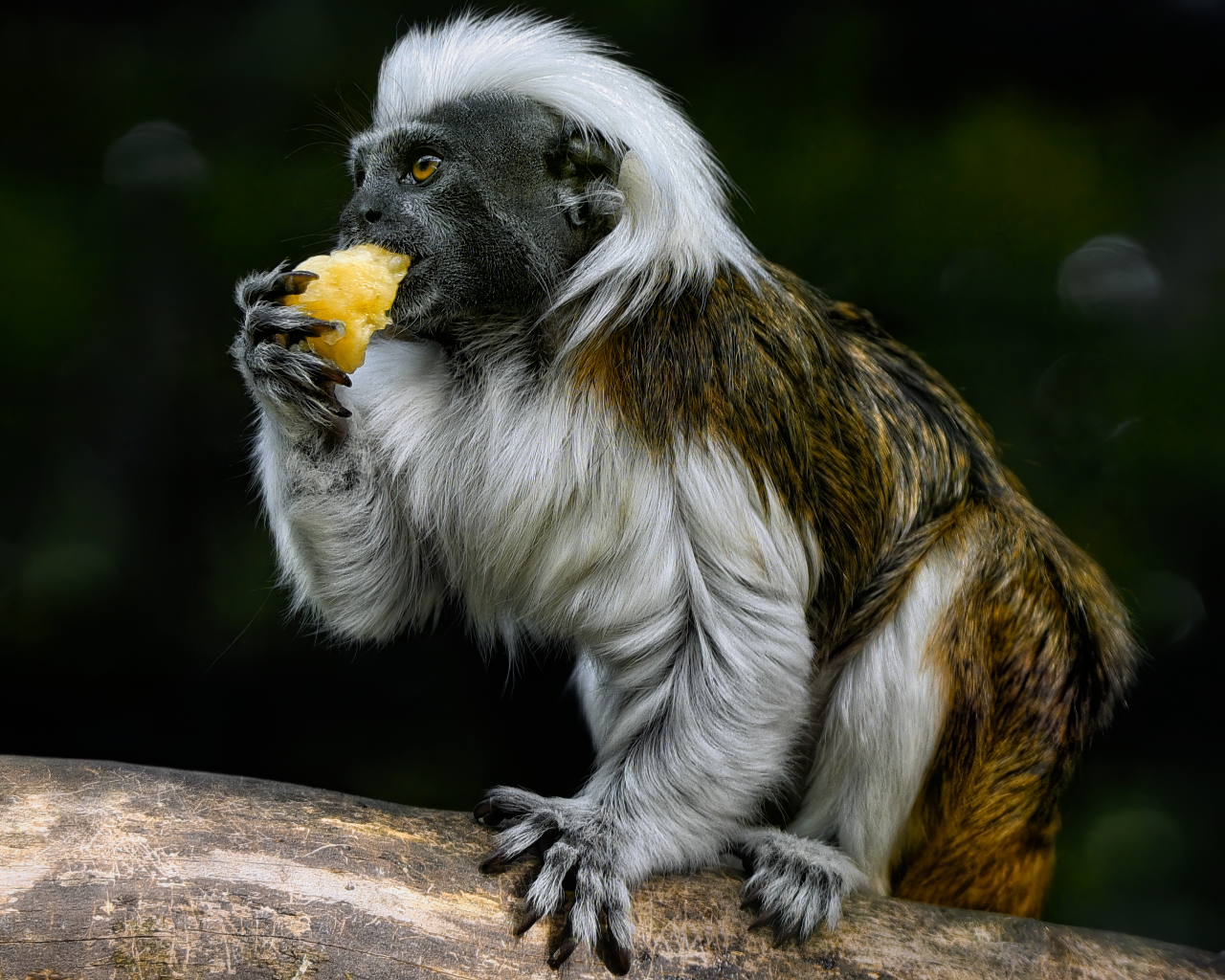 Обезьяна хлопковый тамарин в зоопарке