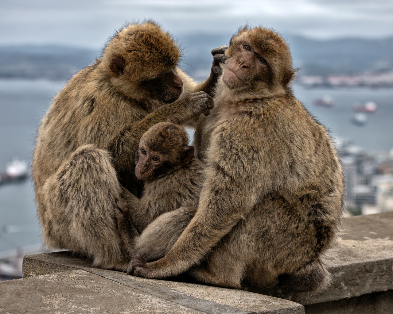 Семья из трех обезьян