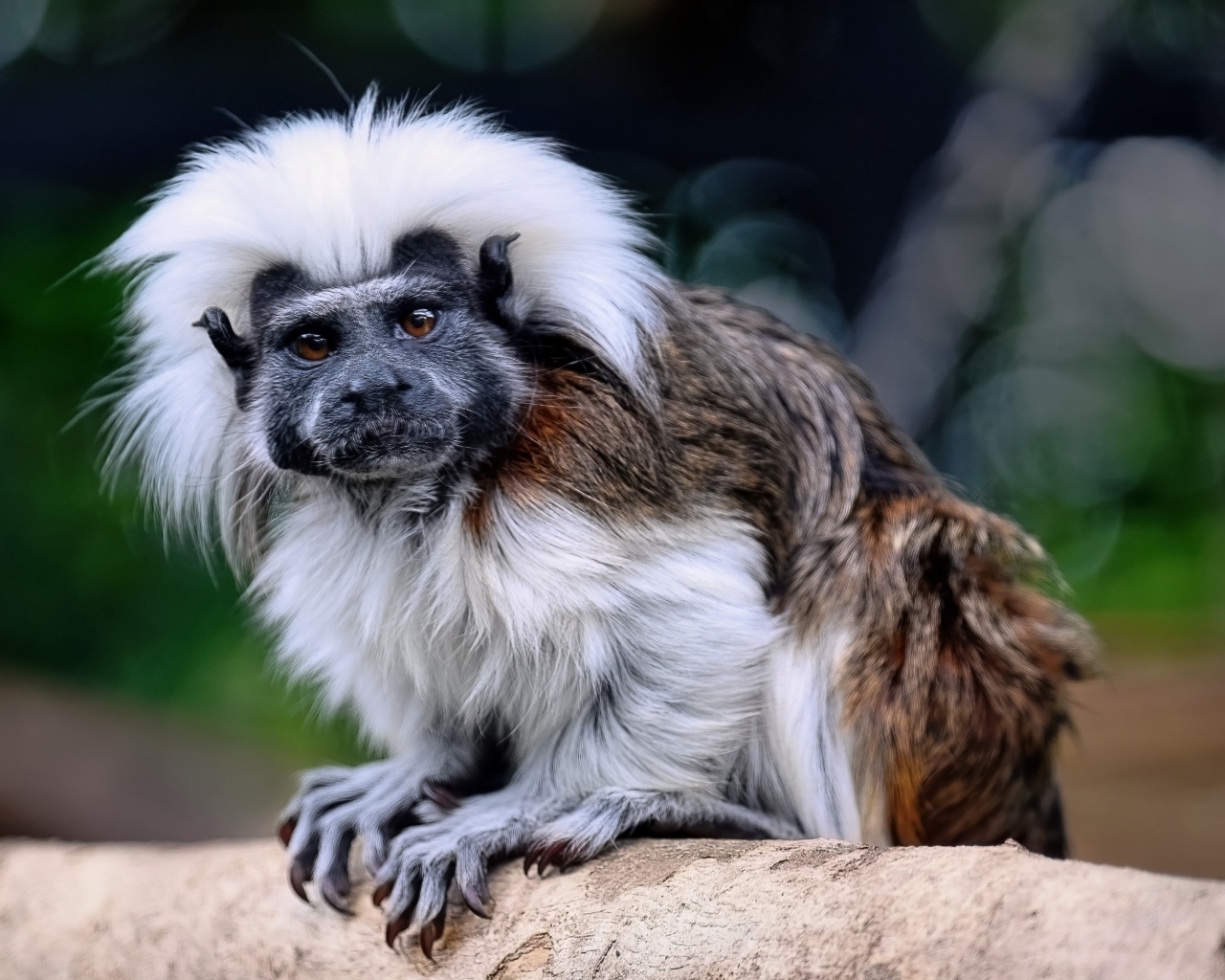 Смешной хлопковый тамарин сидит на дереве