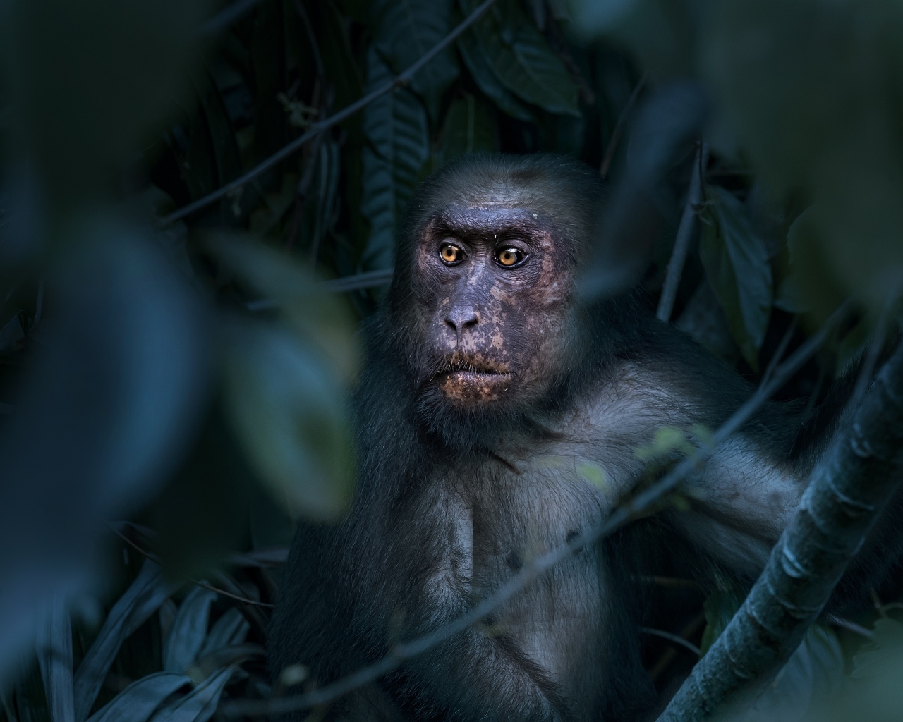 Большая макака сидит в листьях