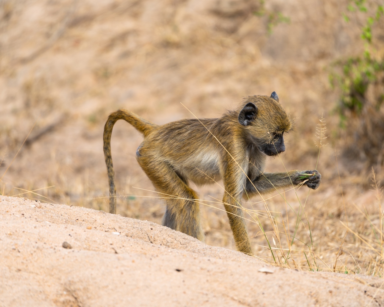 Маленькая обезьянка в сафари парке