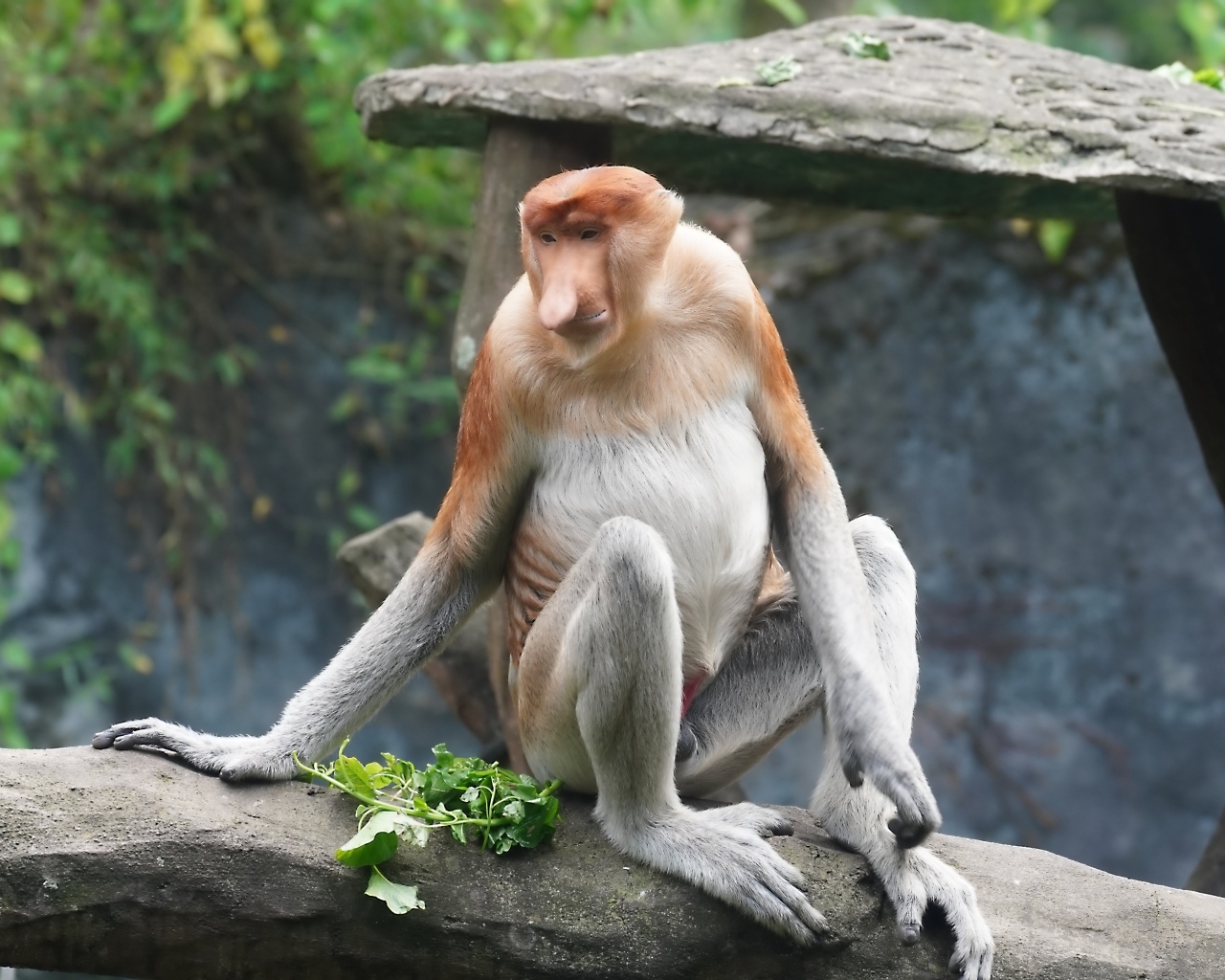 Обезьяна с сидит на камне в зоопарке