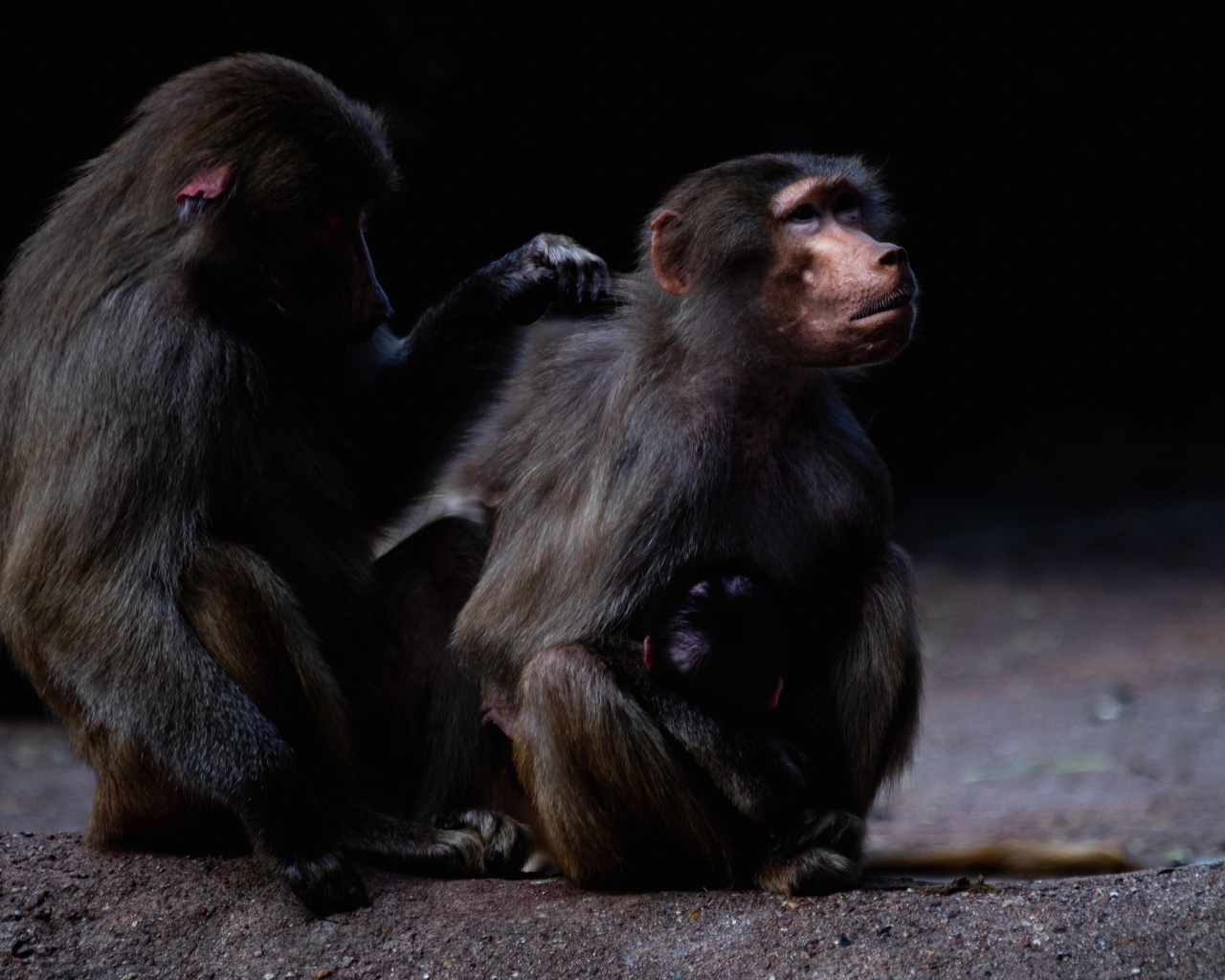 Два бабуина на черном фоне
