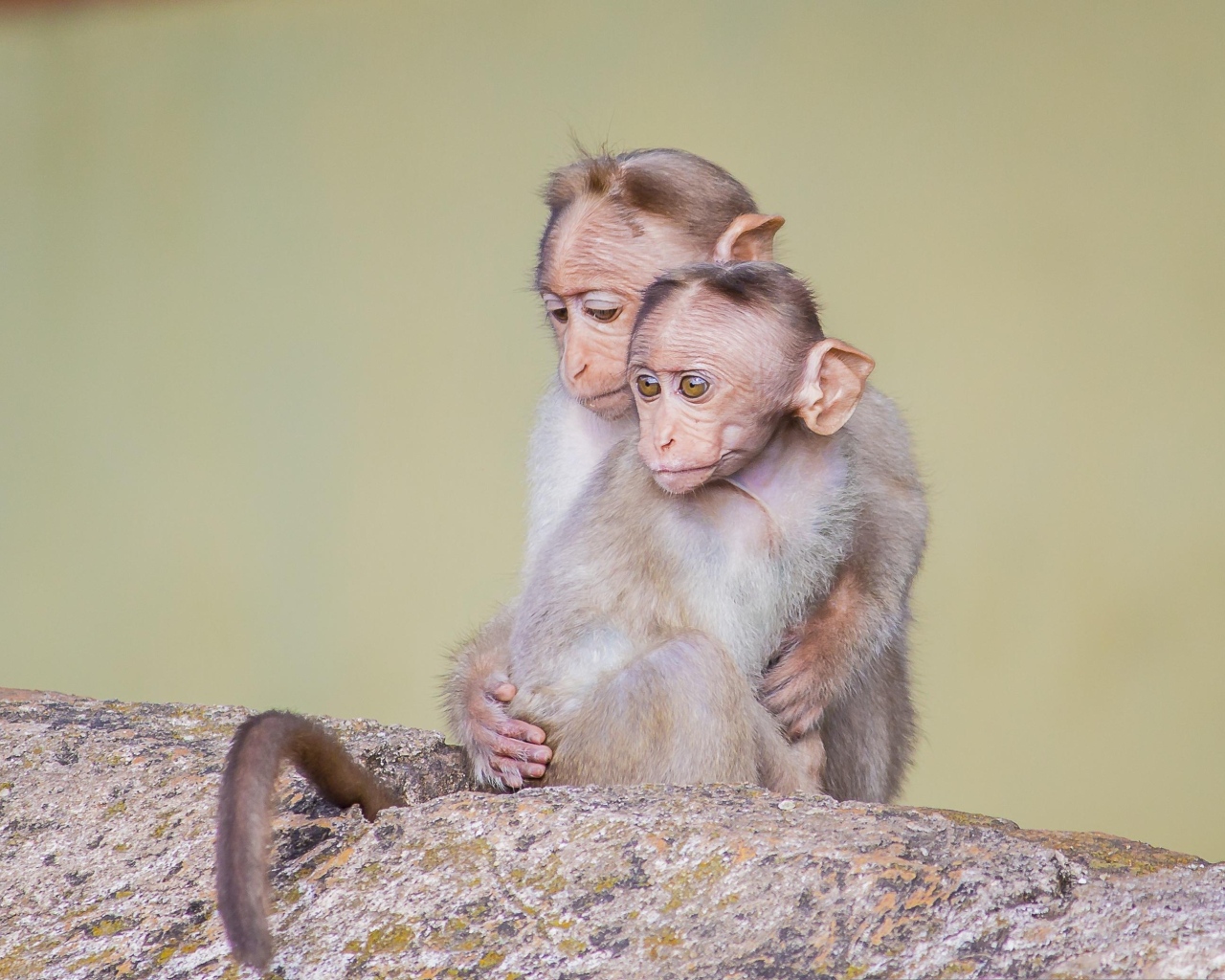 Две маленькие обезьяны на камне