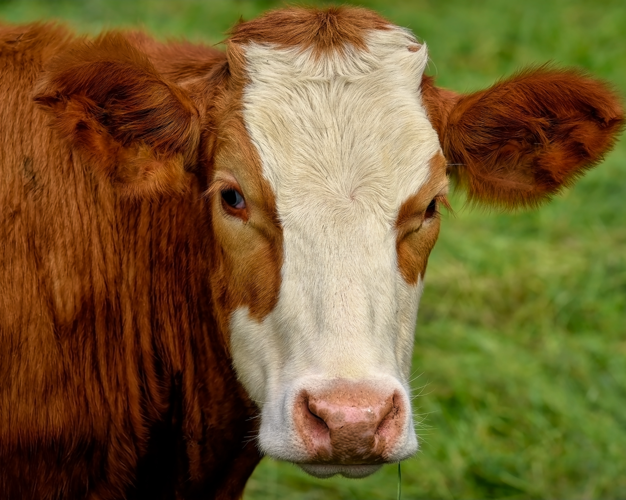 Большая коричневая корова с белой мордой