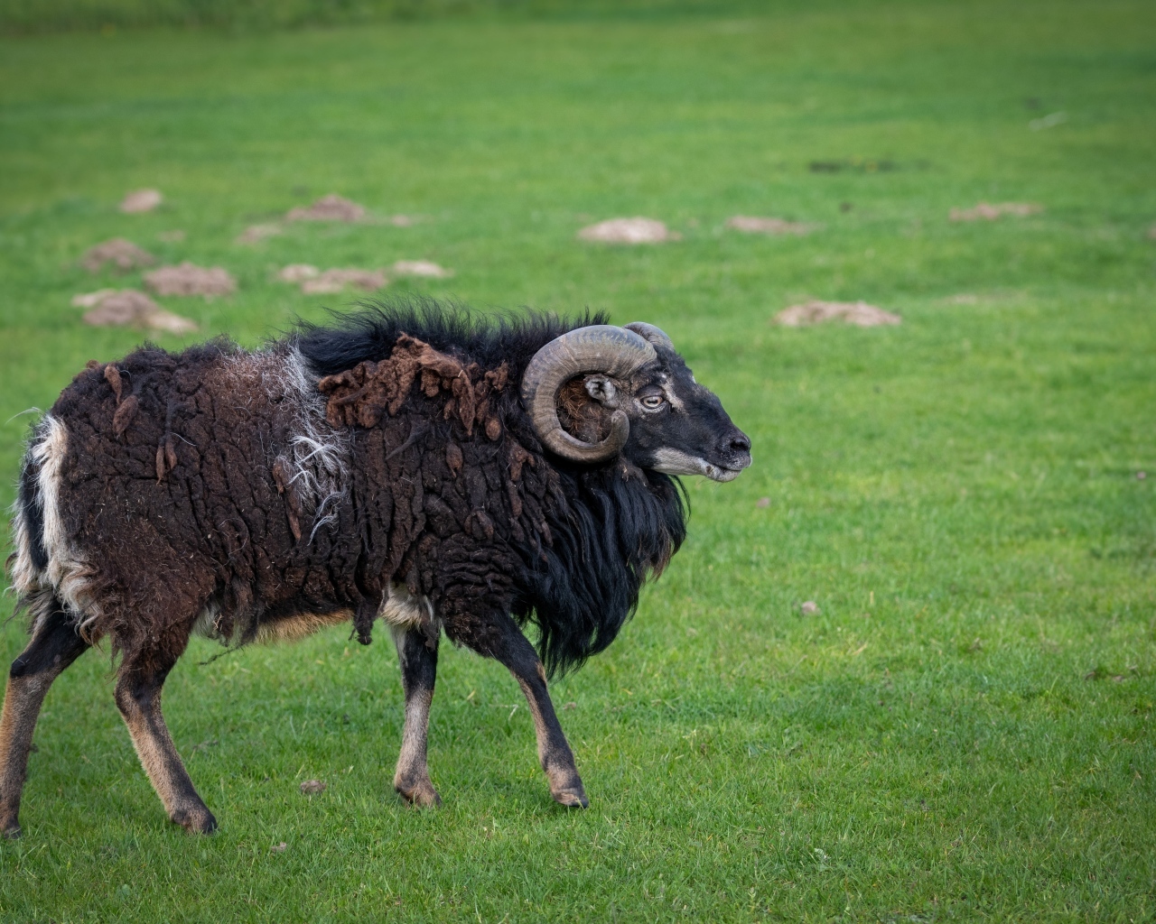 Большой старый не стриженный баран