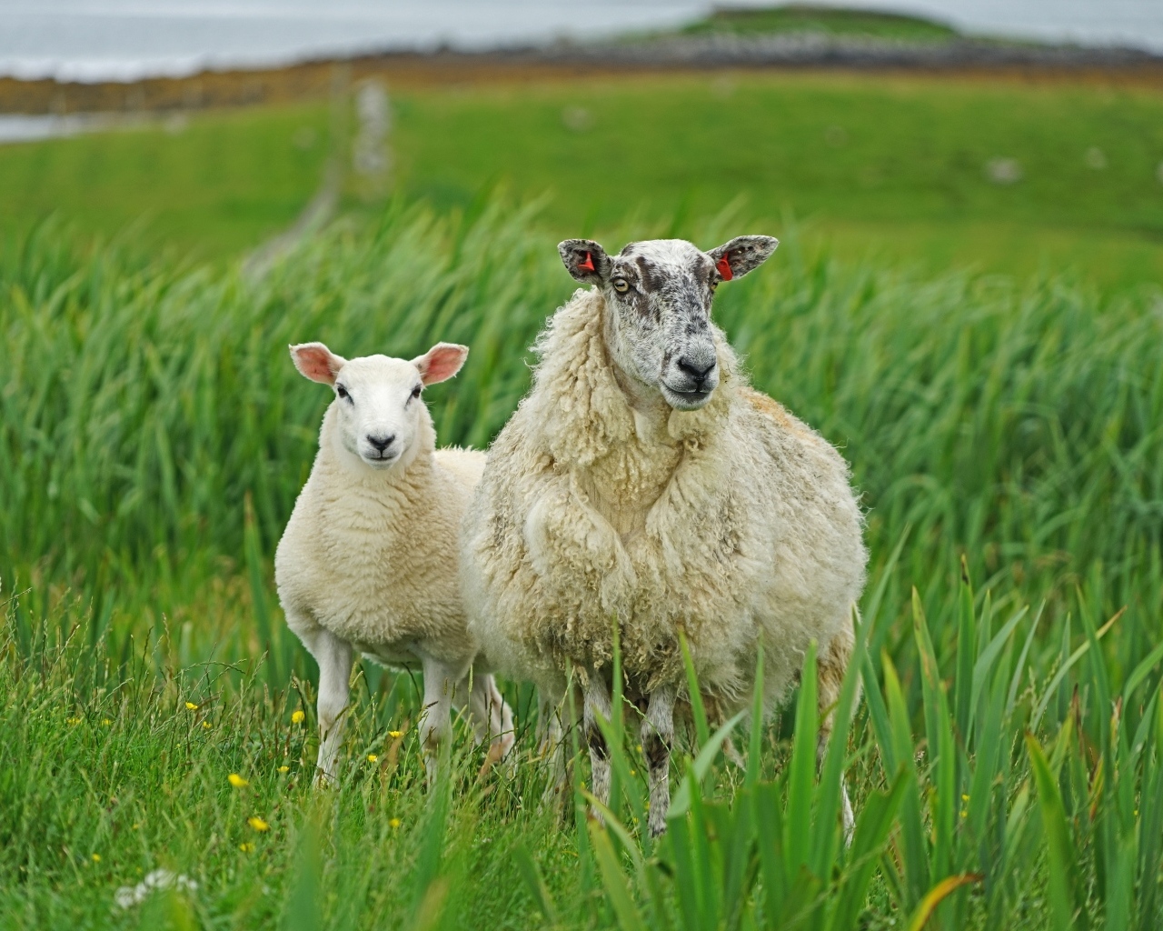 Большая овца с ягненком в зеленой траве