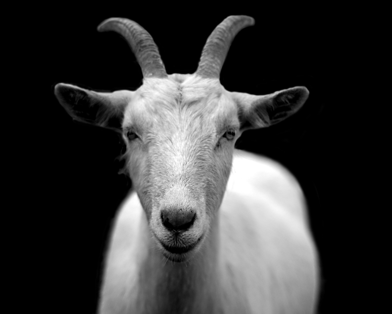 Большая белая коза на черном фоне
