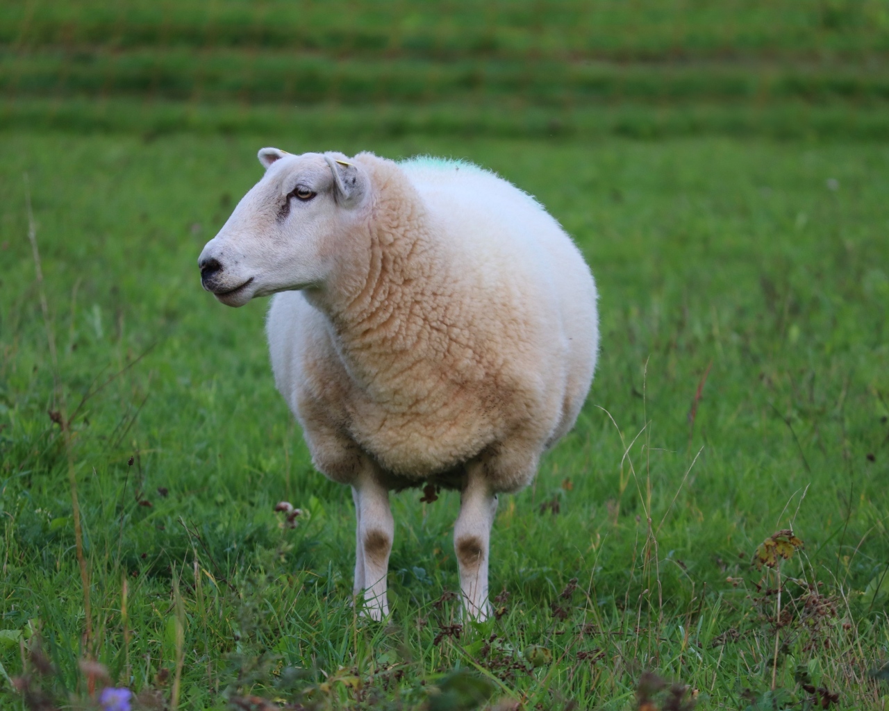 Большая белая овца на зеленой траве 