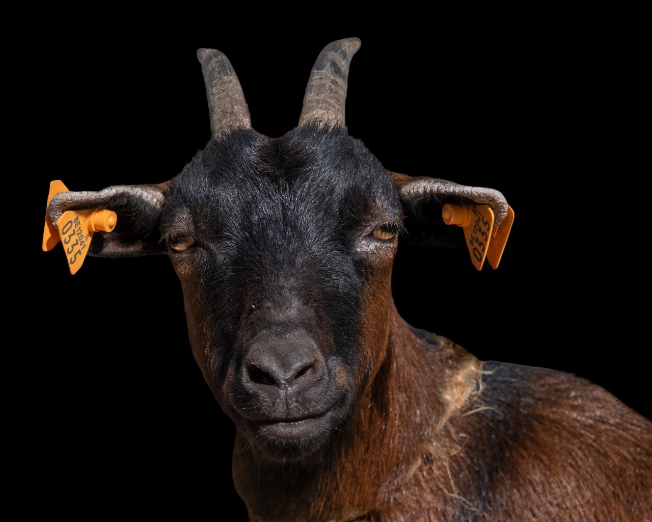 Черная коза с острыми рогами