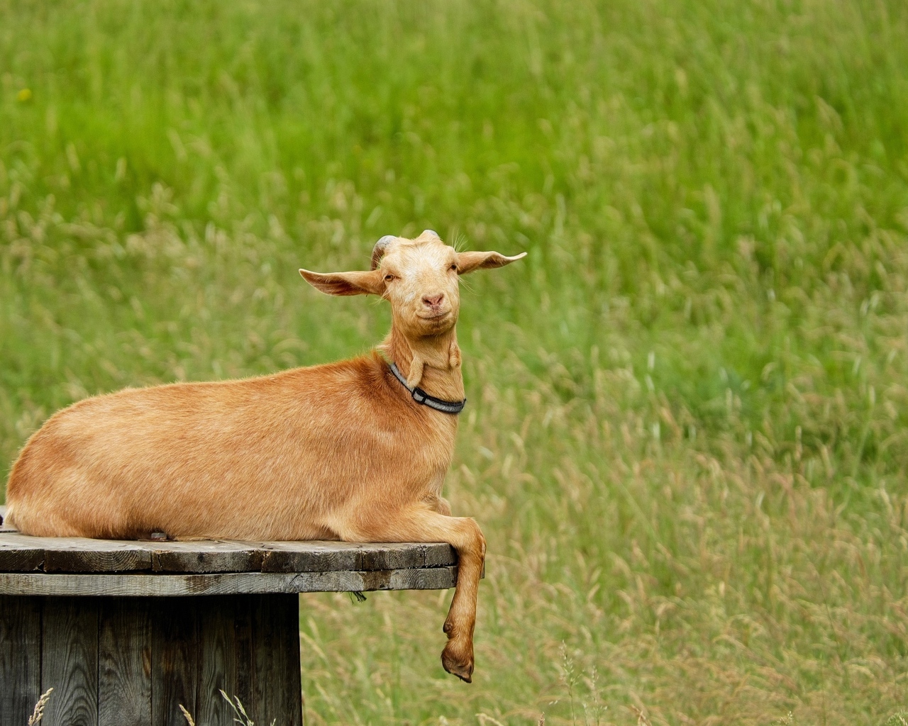 Домашняя коричневая коза на поле
