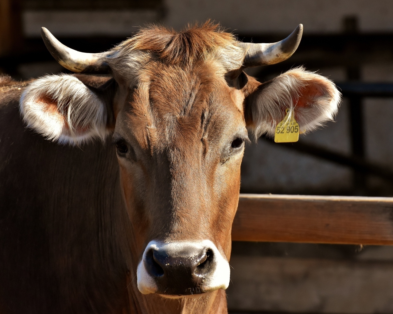 Домашняя корова с меткой в ухе 