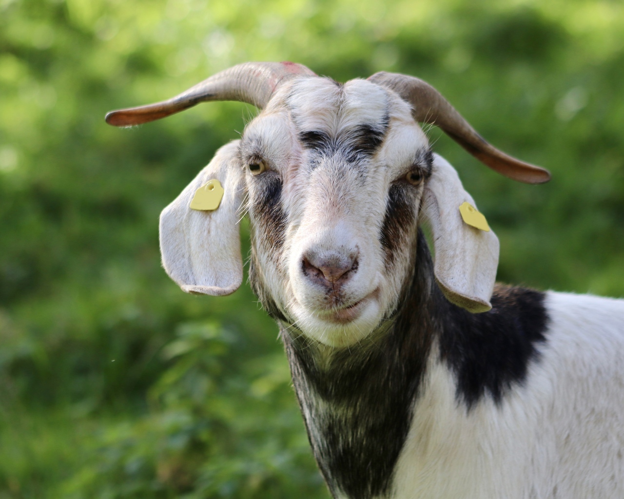 Домашняя коза с рогами