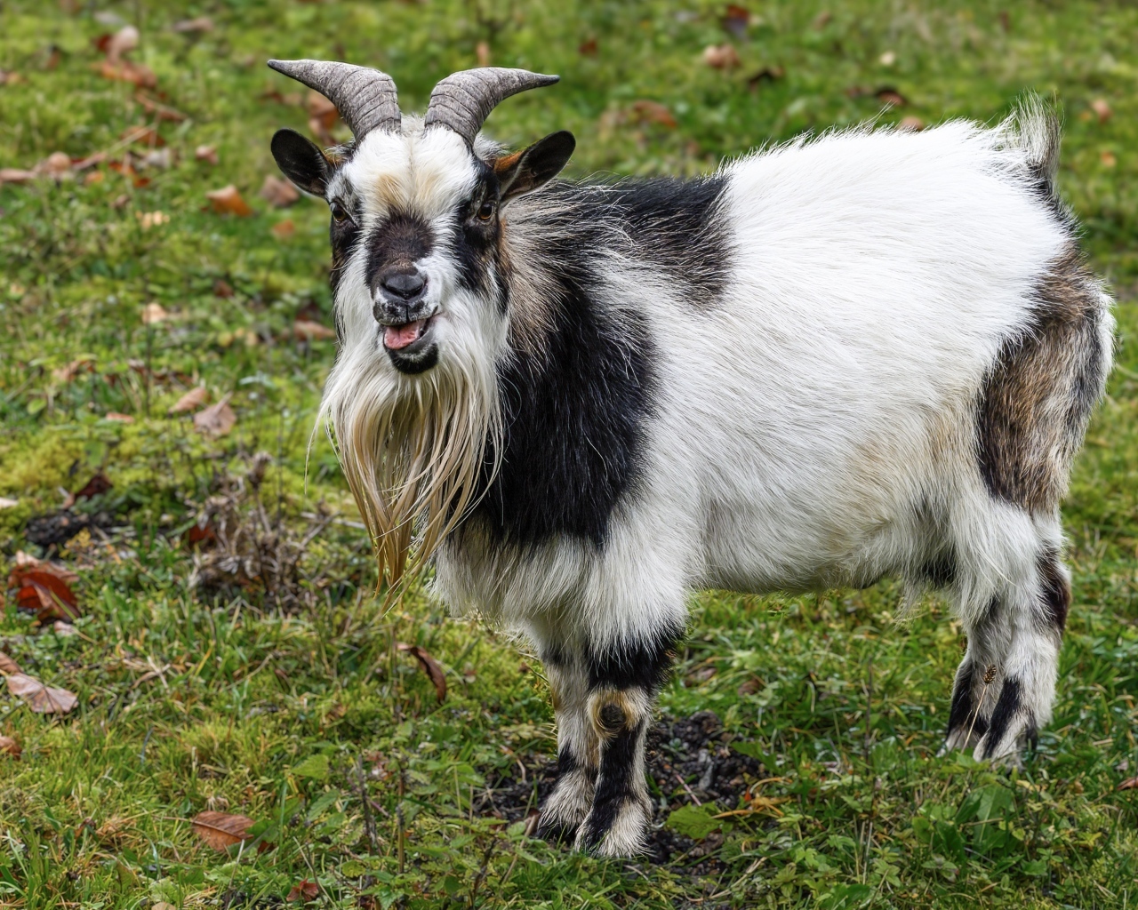 Козел с длинной бородой