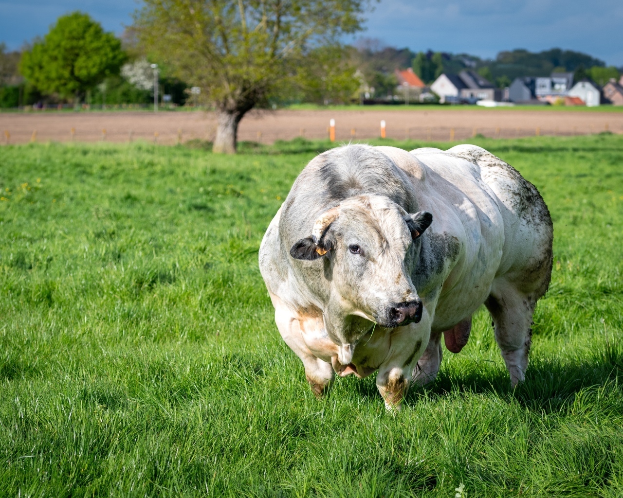 Огромный белый бык на зеленой траве