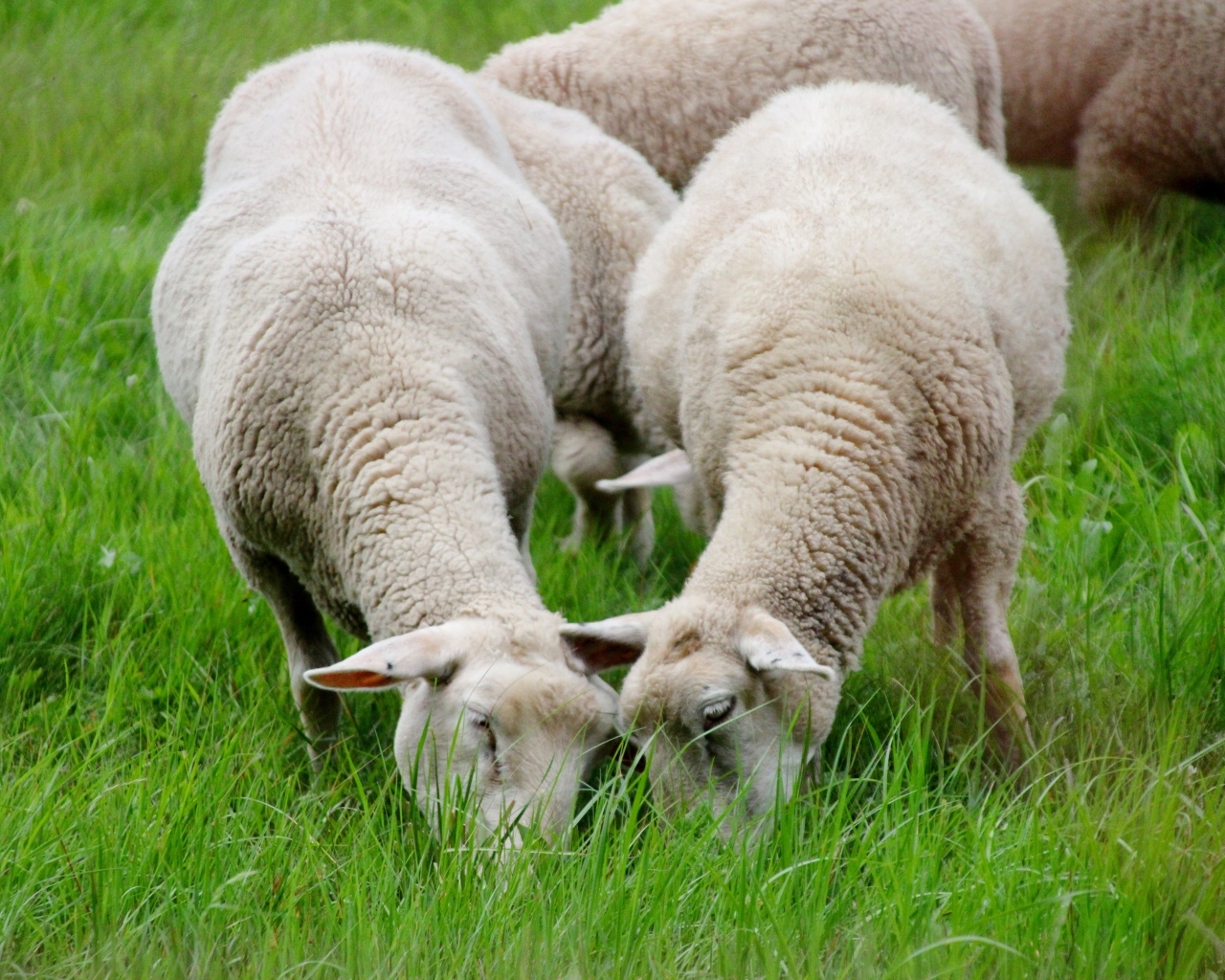 Овцы пасутся на зеленой траве