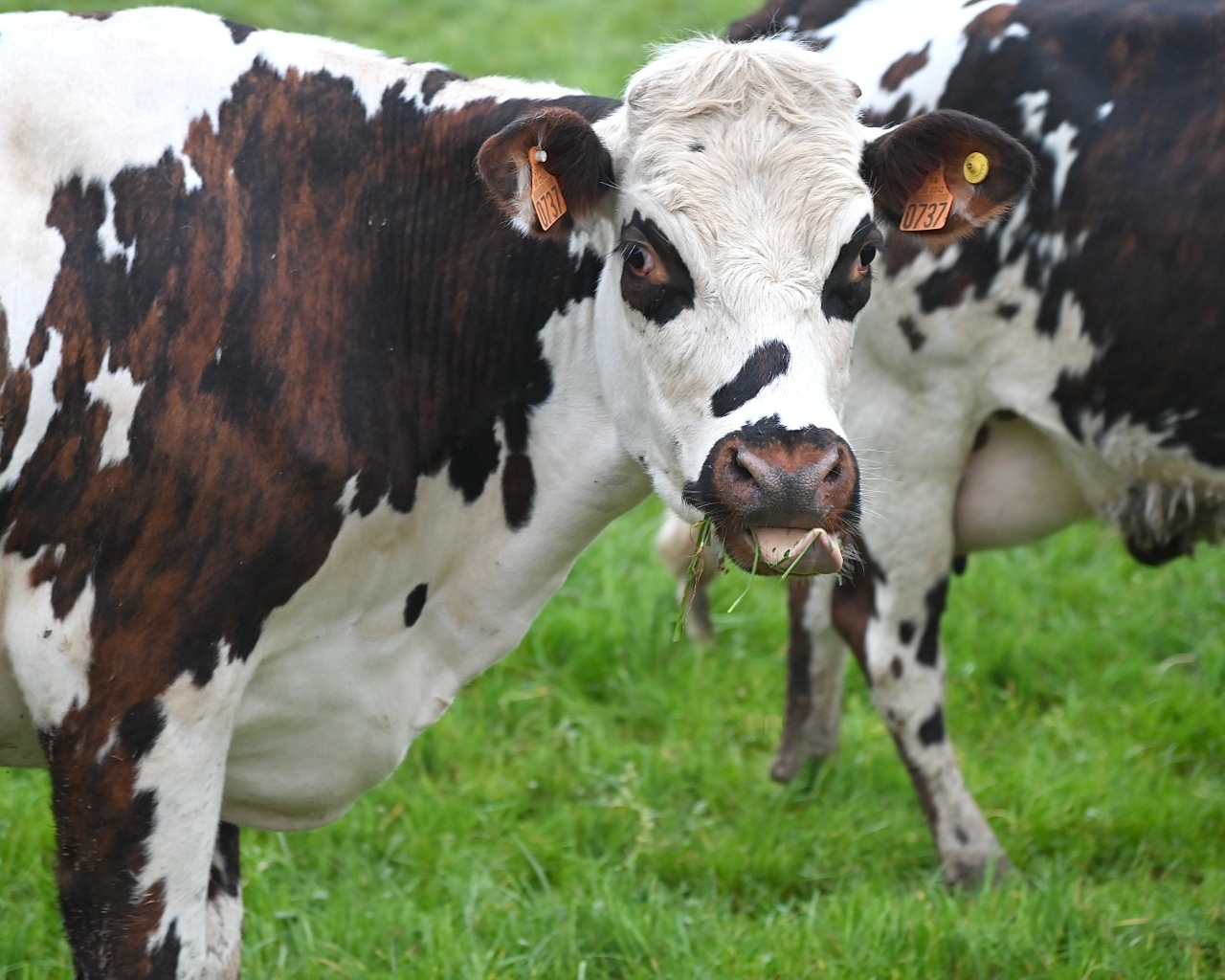 Пятнистые коровы на ферме 