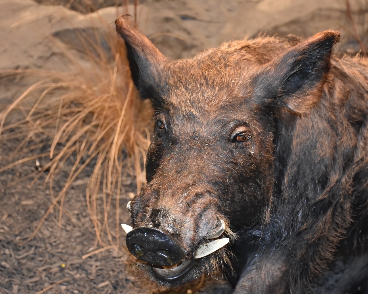 Большой дикий кабан крупным планом