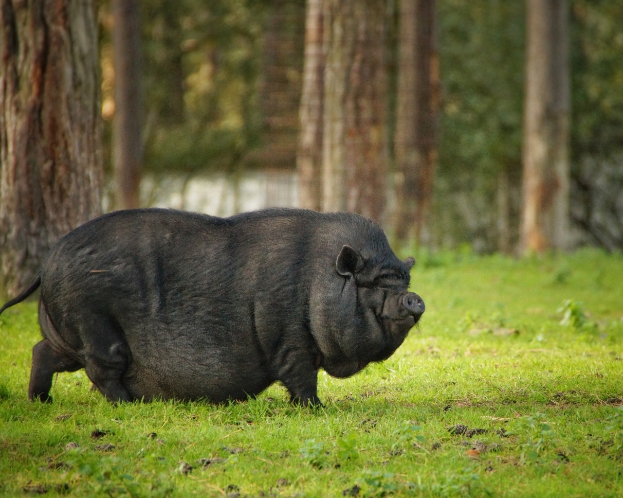 Черная карликовая свинья в парке