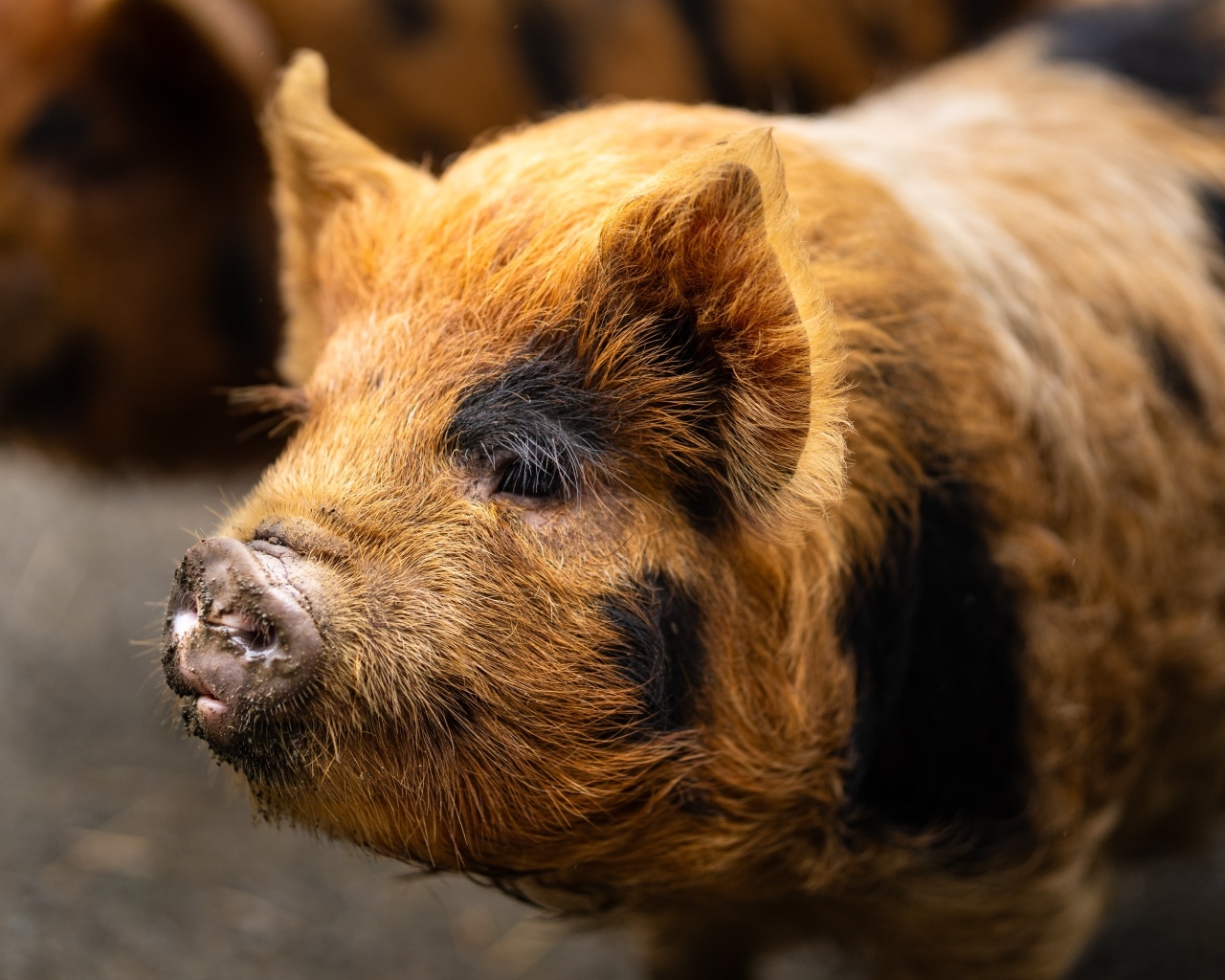 Большая домашняя коричневая свинья