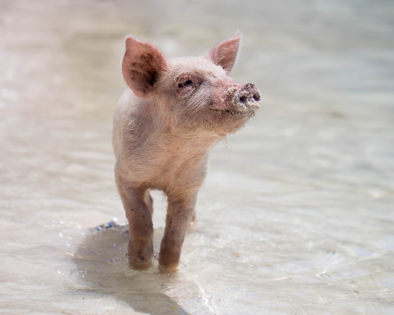Маленький розовый поросенок идет по воде