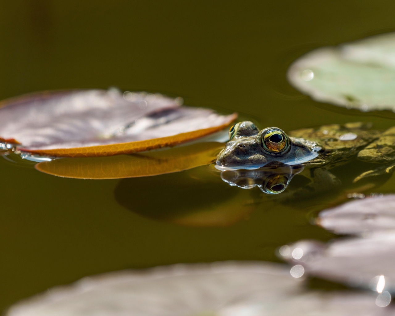 Лягушка сидит в пруду с листьями водяной лилии 