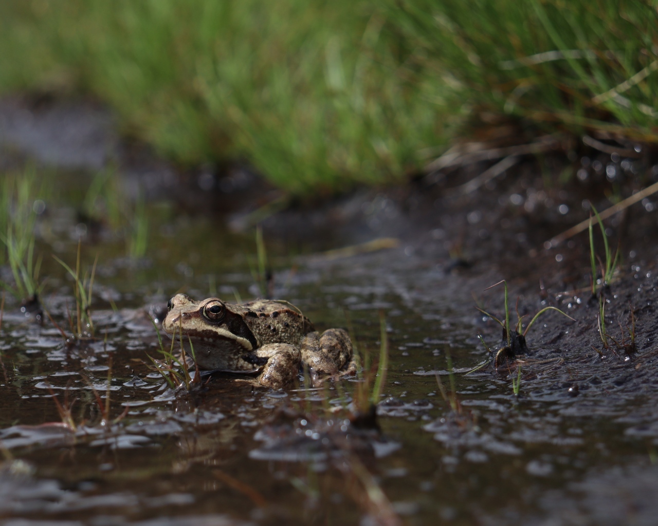 Лягушка сидит в луже во время дождя