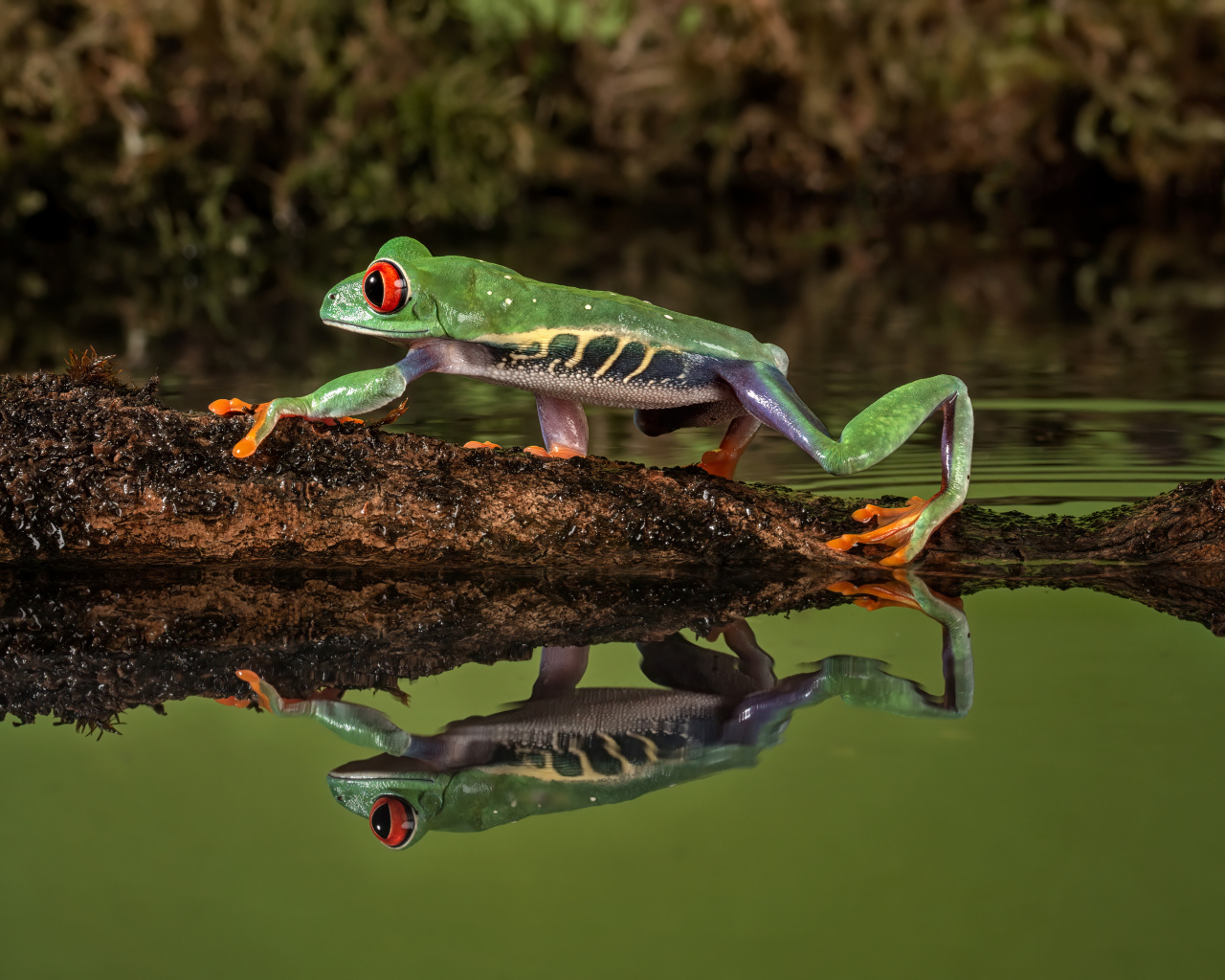 Зеленая лягушка на ветке отражается в воде