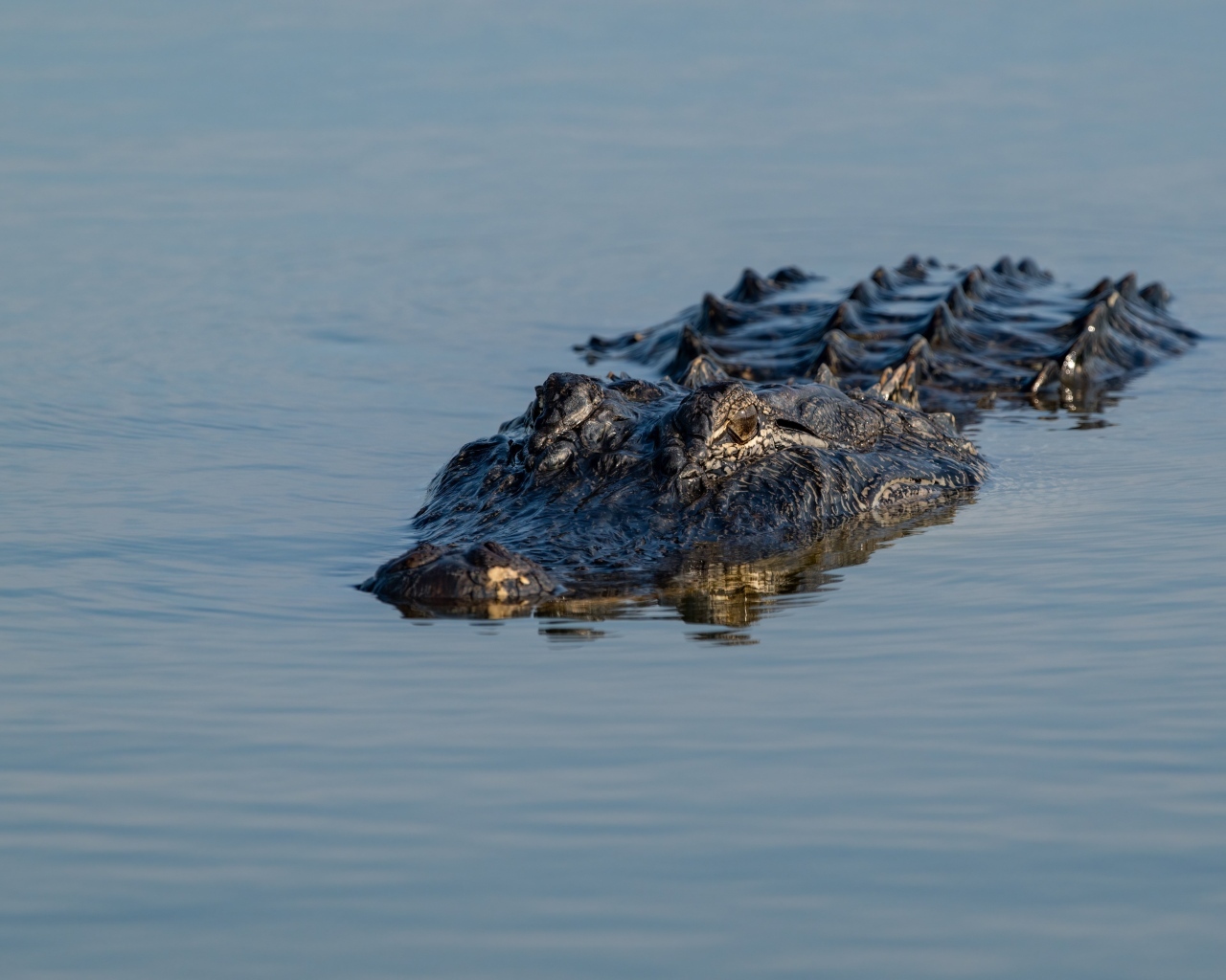 Большой аллигатор плывет по воде