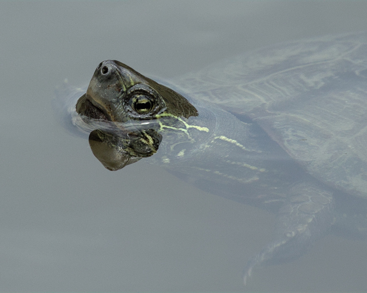 Большая черепаха плавает в воде