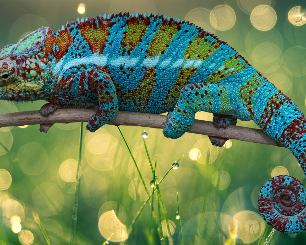 Красивый яркий хамелеон сидит на ветке