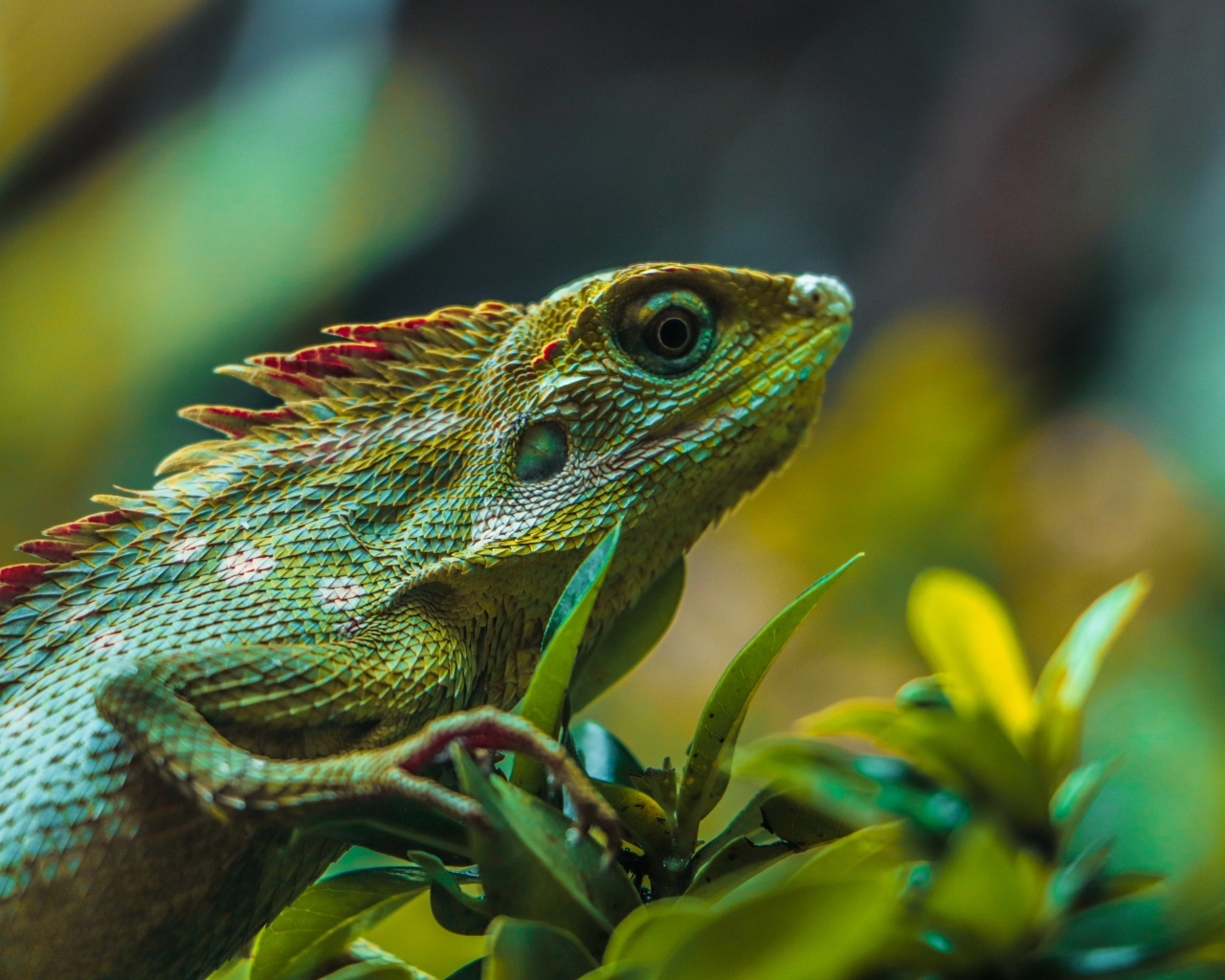 Красивая зеленая ящерица в листьях