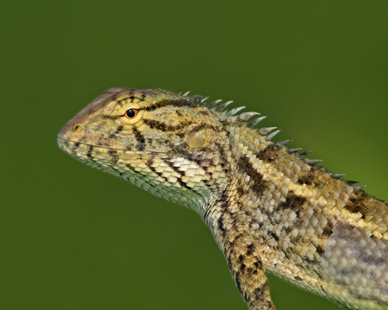 Красивая ящерица на зеленом фоне