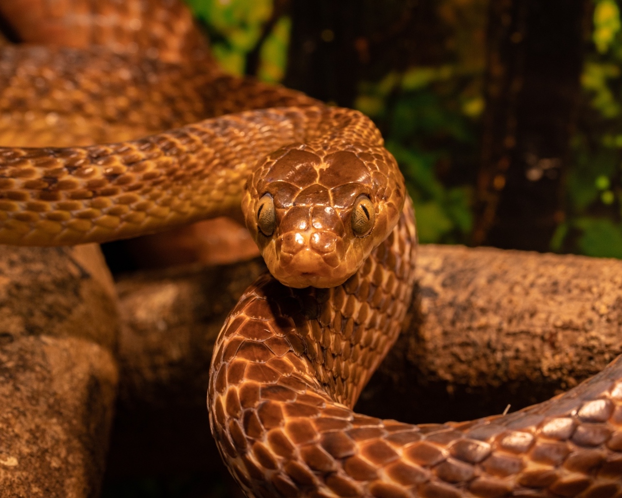 Красивая змея с большими глазами