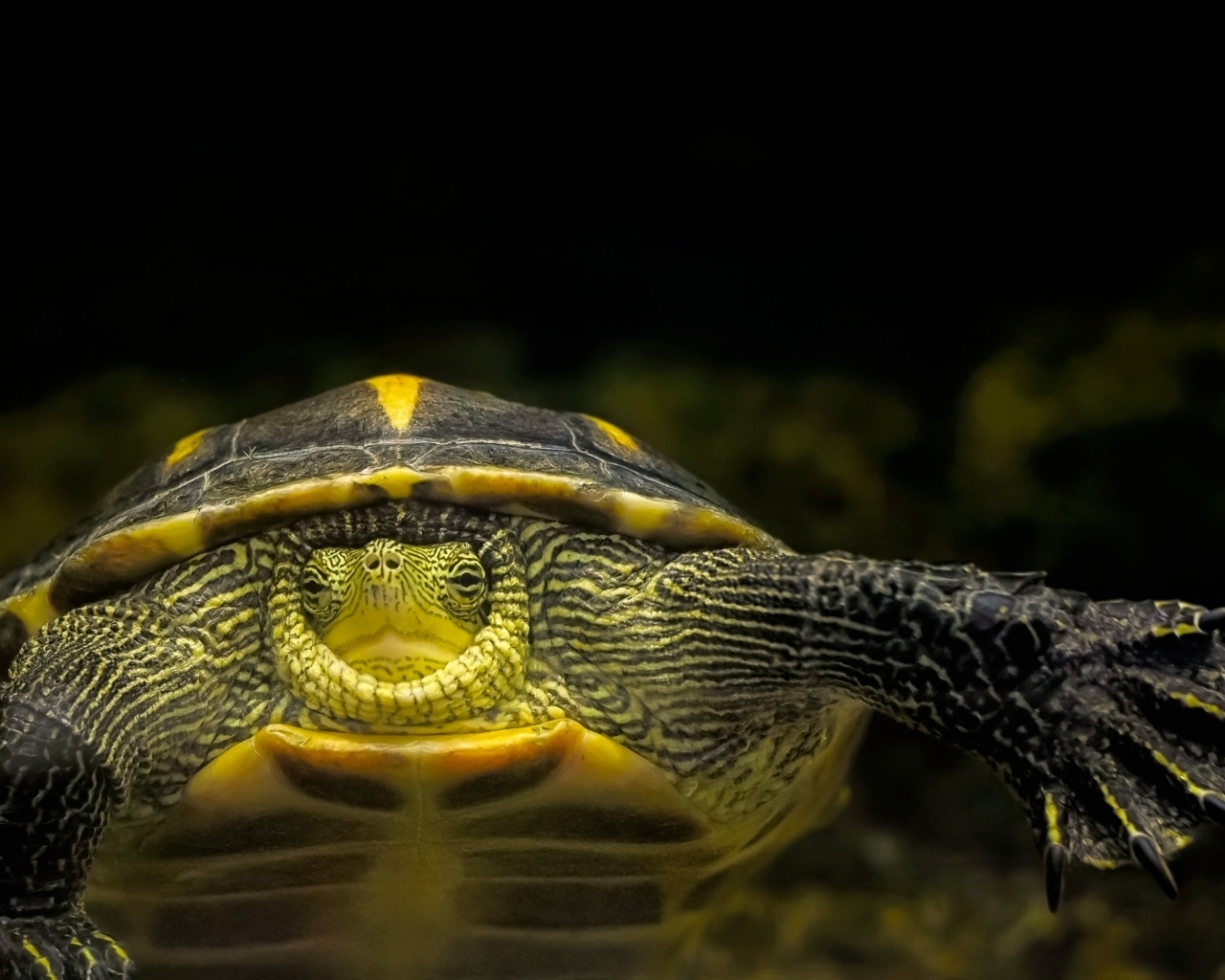 Большой китайская полосатая черепаха в аквариуме