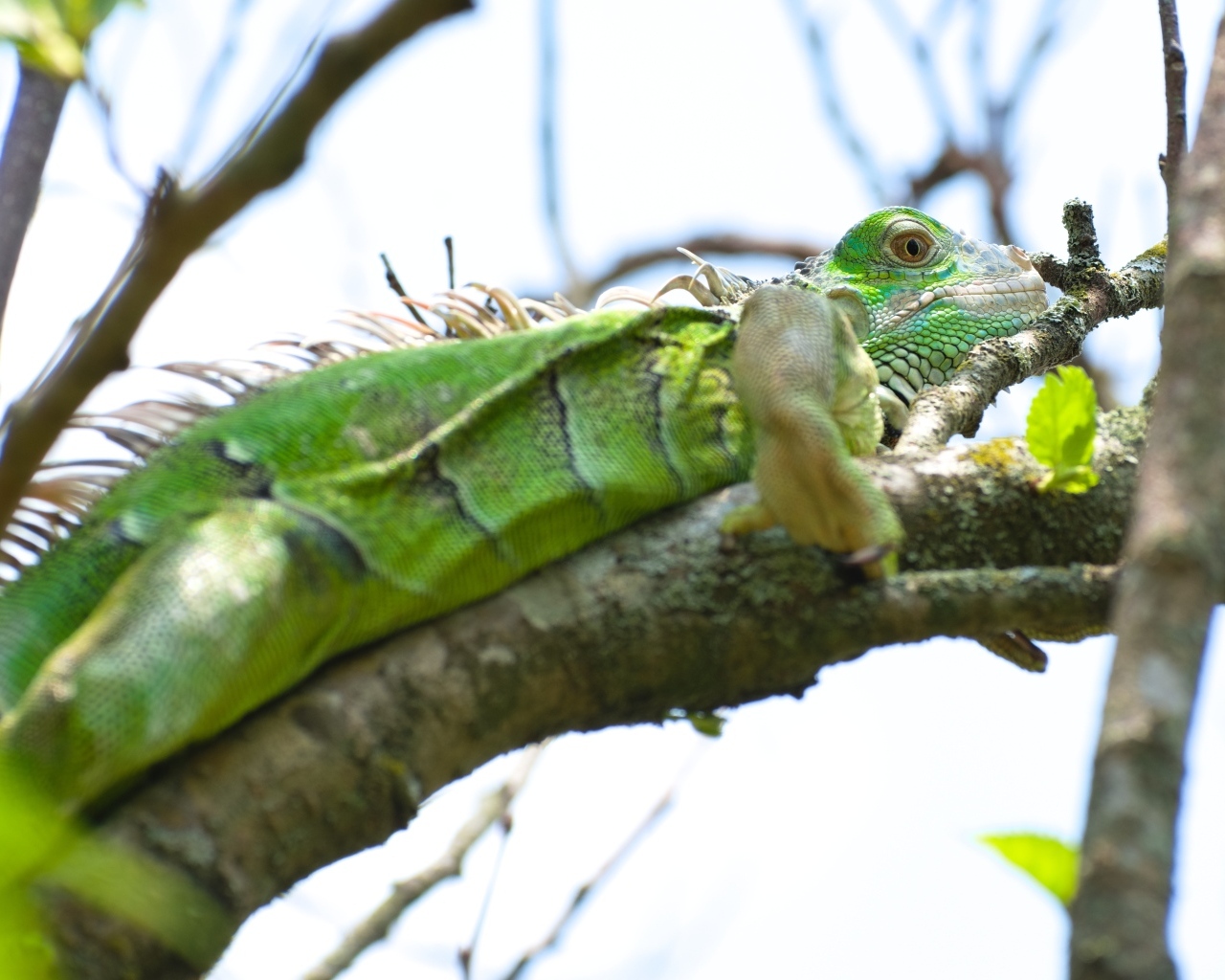 Большая зеленая игуана на ветке