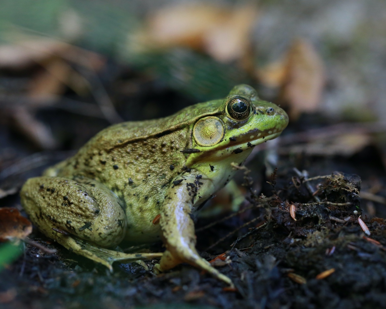 Большая зеленая жаба на земле