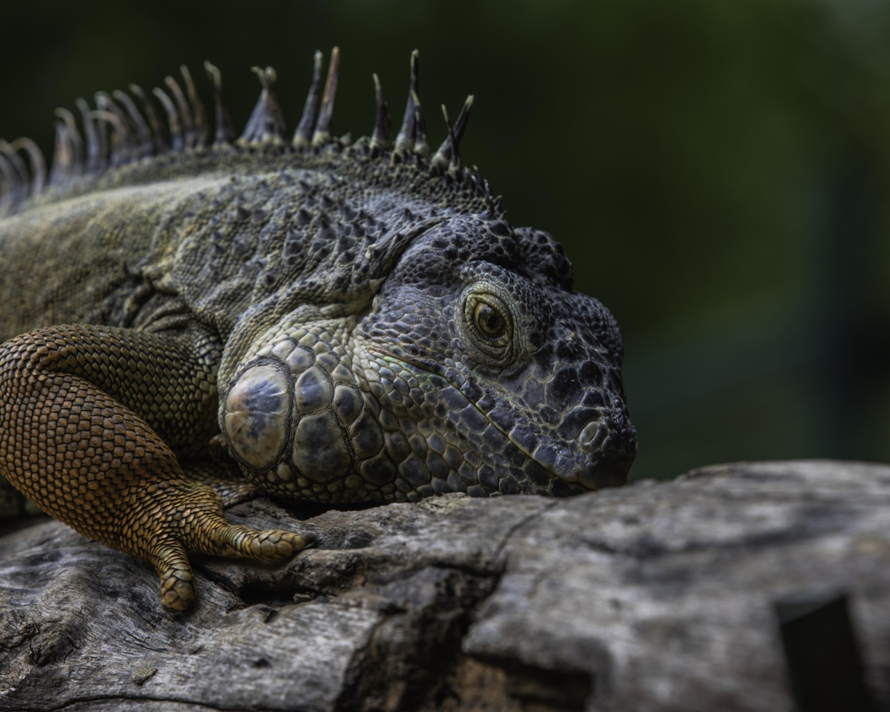 Большая игуана на старом дереве