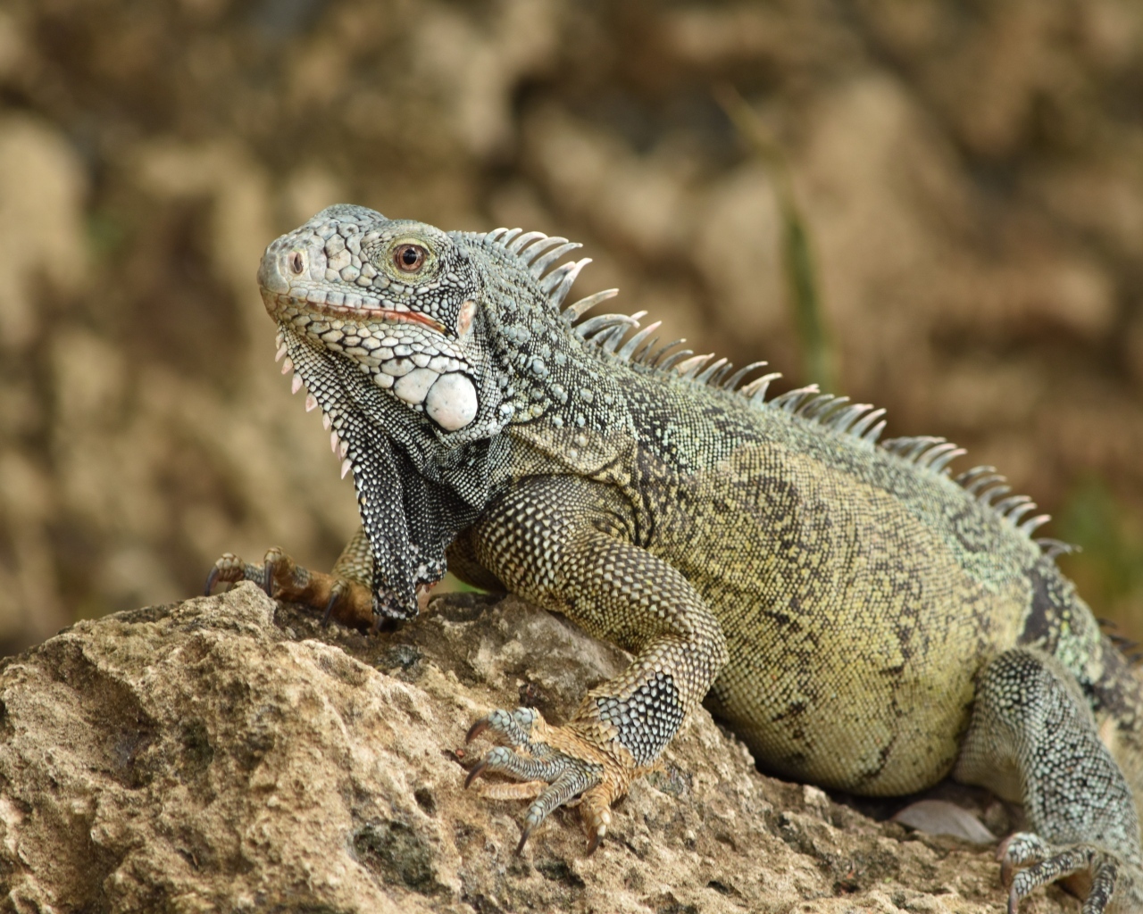 Большая игуана сидит на камне
