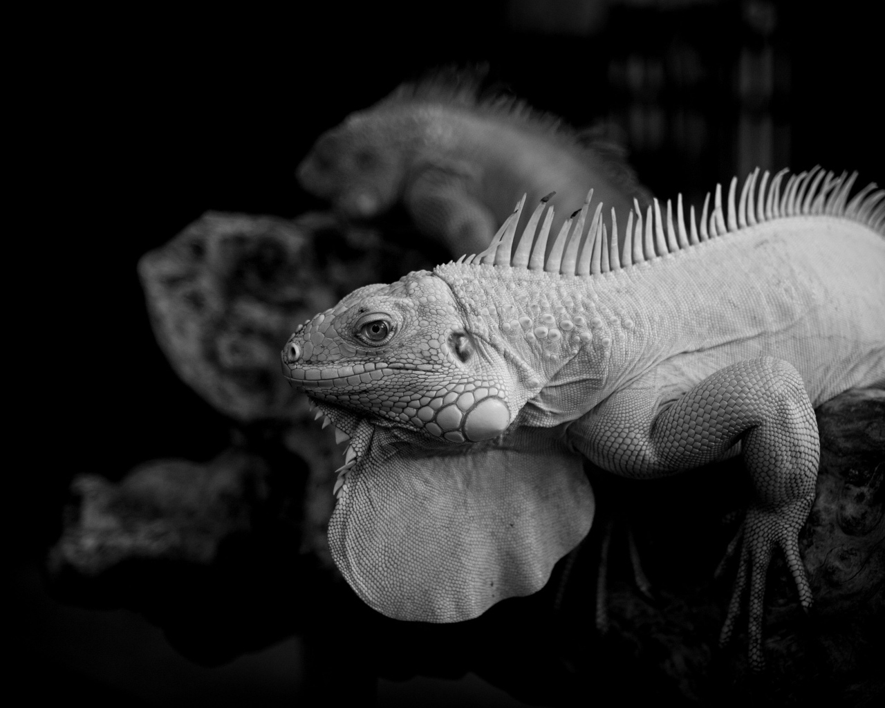 Черно-белое фото игуаны