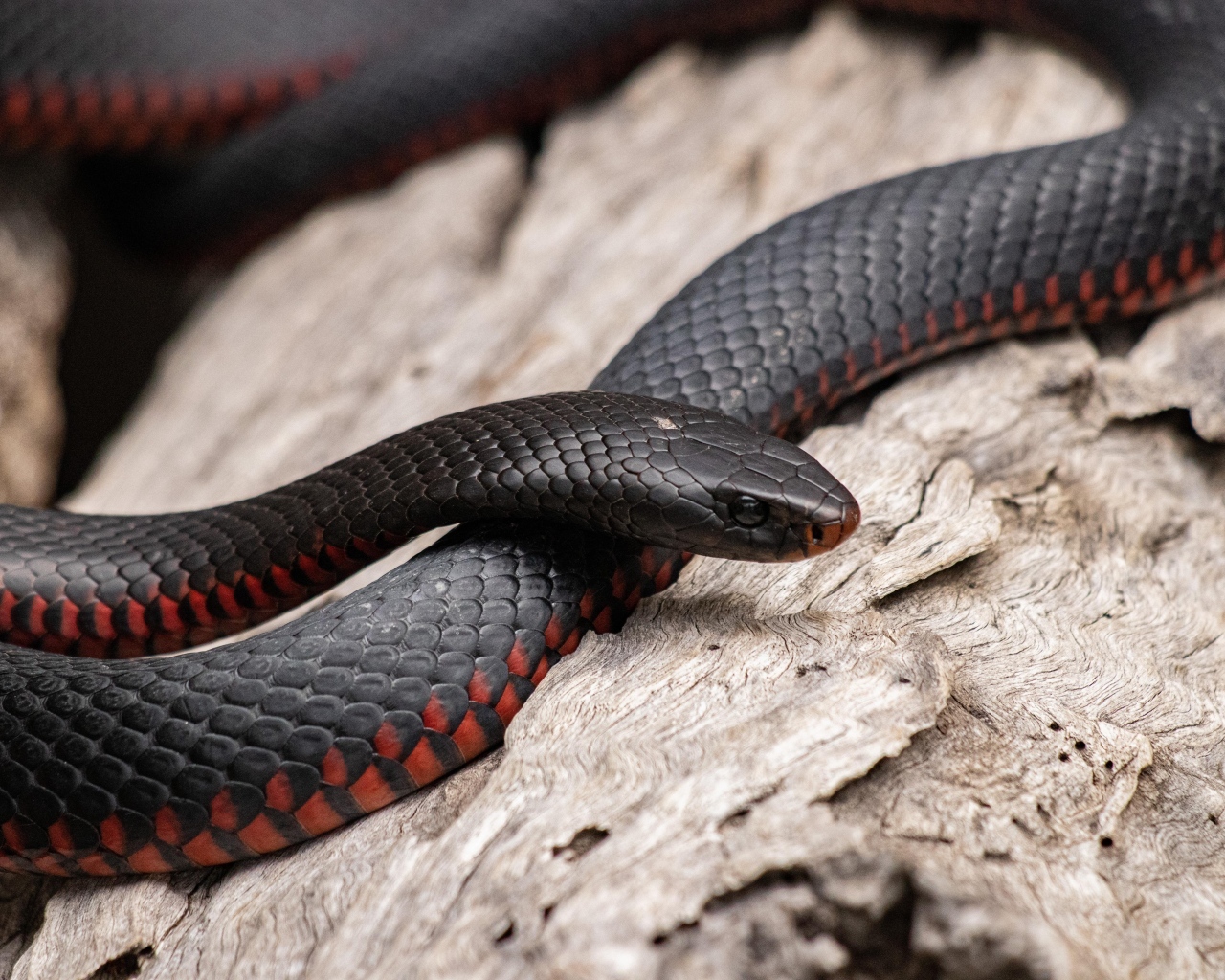 Черная с красным пузом змея 