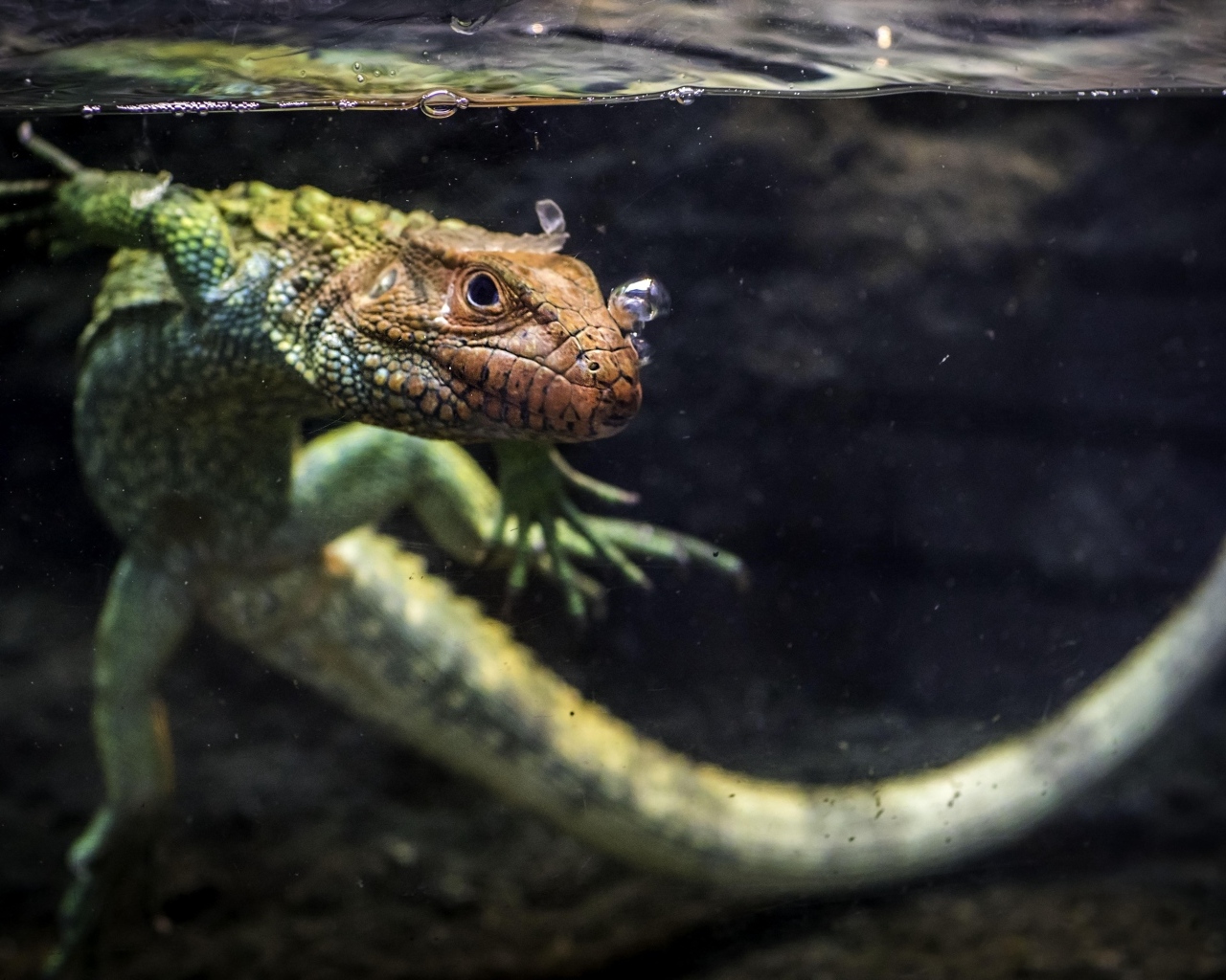 Ящерица кайман плавает в воде