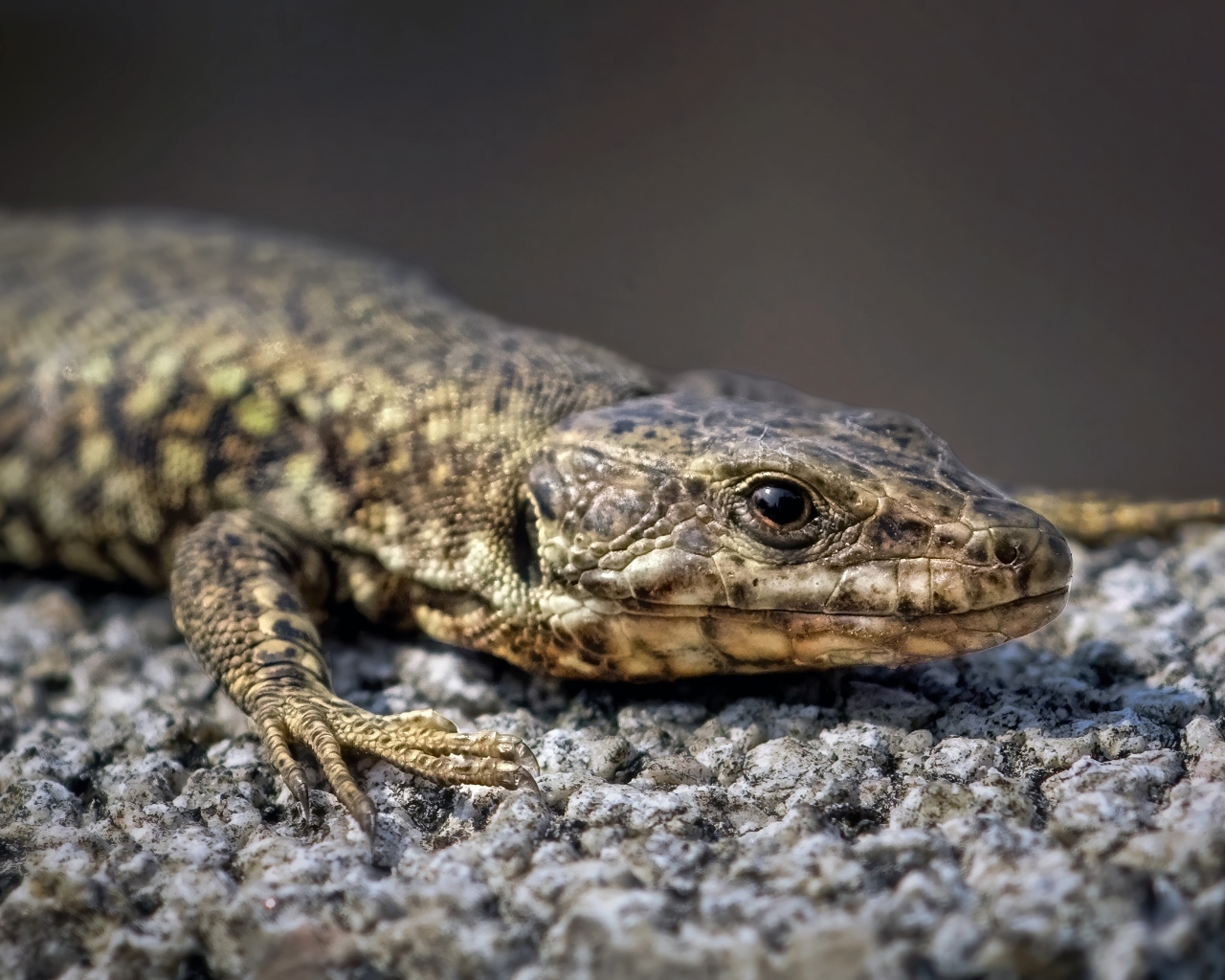 Серая ящерица сидит на камне