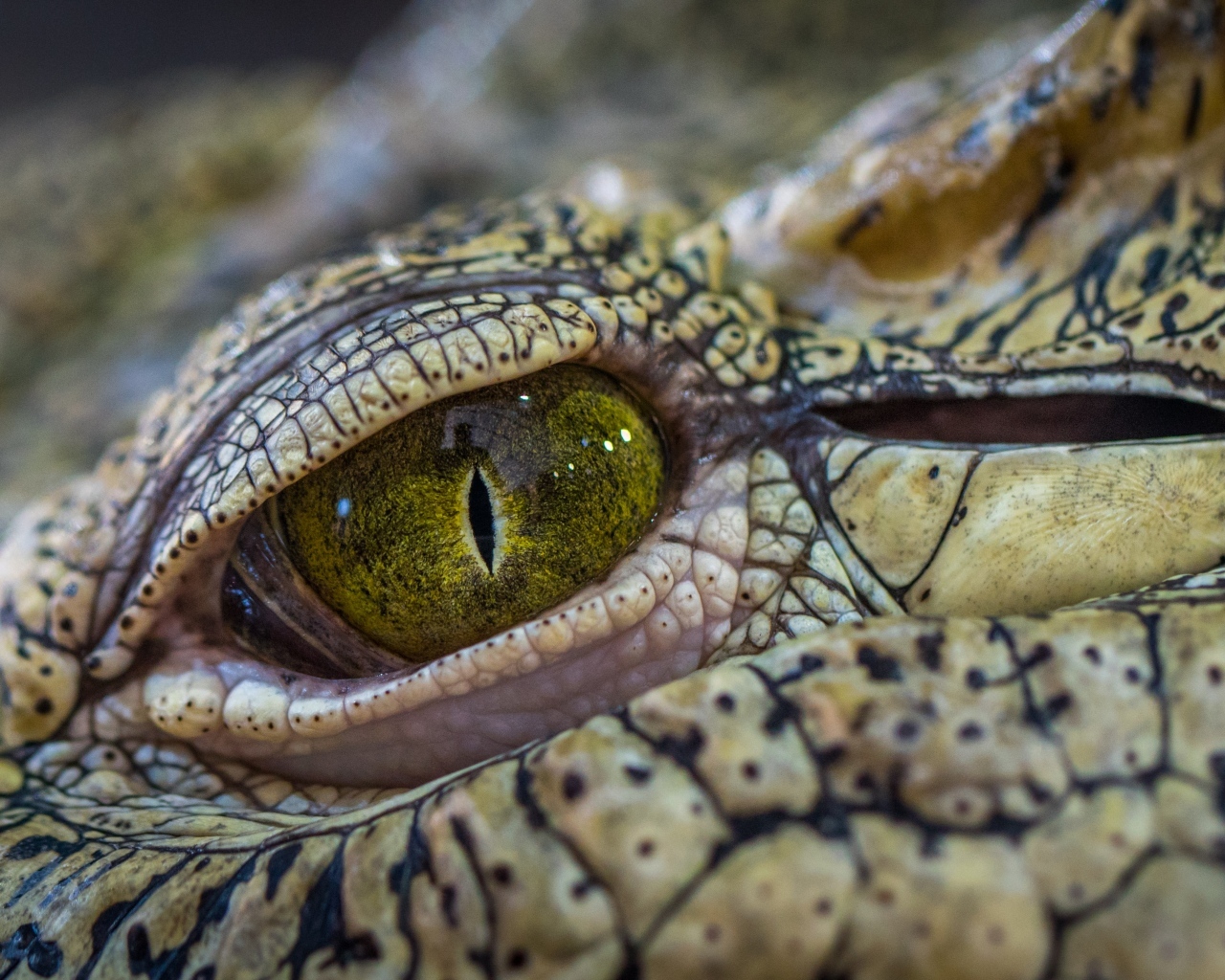 Зеленый глаз аллигатора