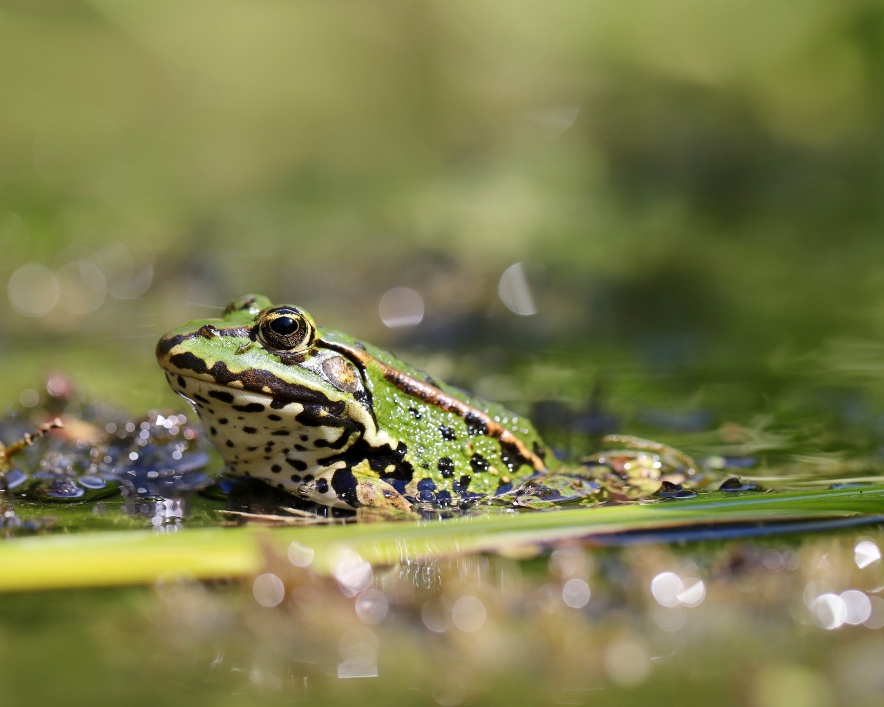 Зеленая лягушка сидит в холодном пруду