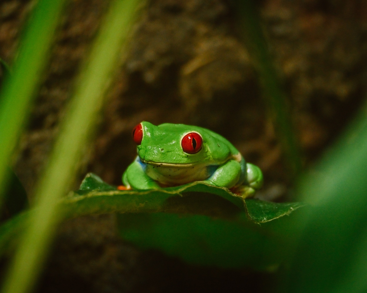 Зеленая лягушка с красными глазами сидит в листьях