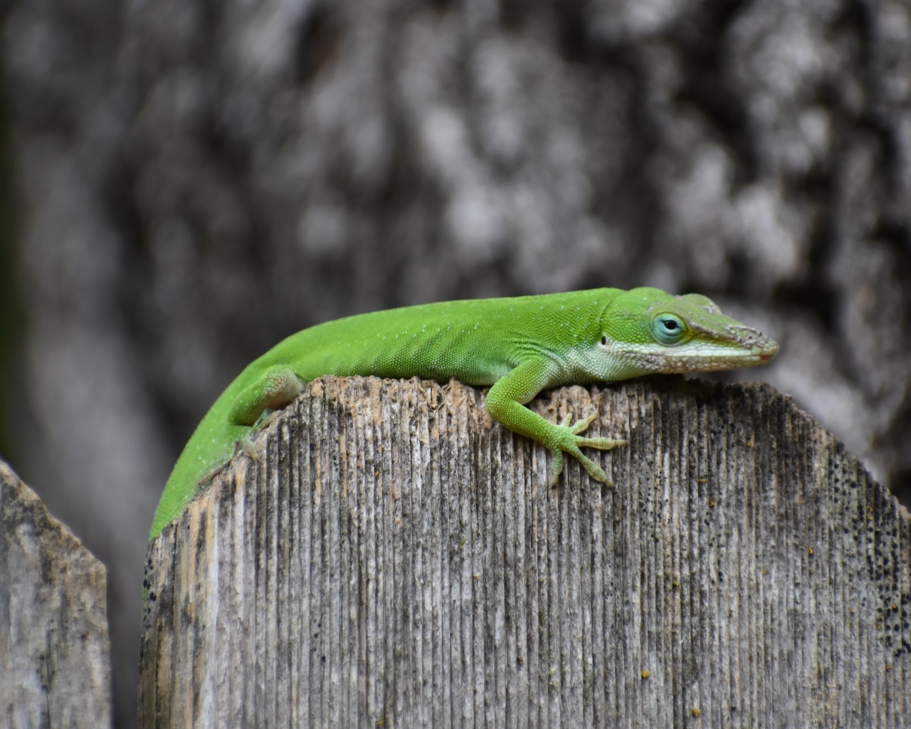Зеленый геккон на заборе
