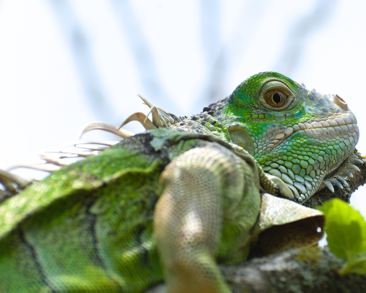 Зеленая игуана на ветке крупным планом